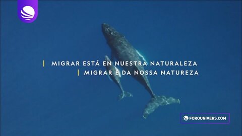 Nat Geo Wild: MIGRAR ESTA EN NUESTRA NATURALEZA