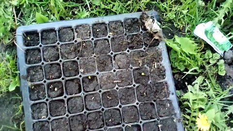 Garden Update May 18 2022 SOUNDFIXed Part 1