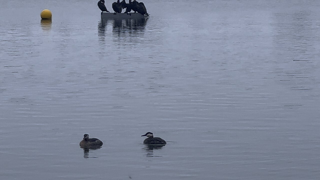 Red-Necked Grebes & Cormorants