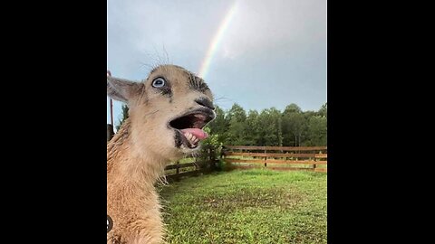 "Goat Got Jokes: Hilarious Moments of Giddy Goats Guaranteed to Make You Giggle!" 🐐😄