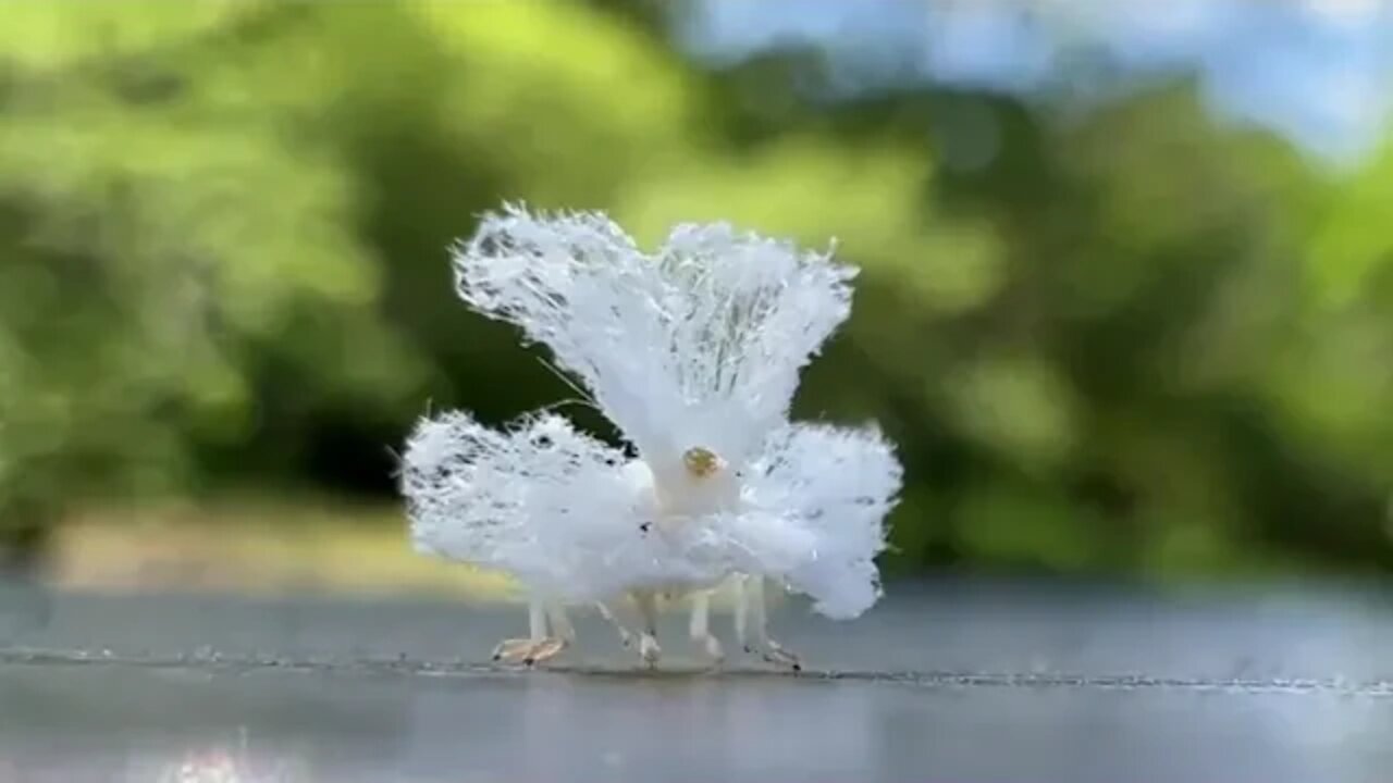 Take a close look at this Ricanid planthopper nymph