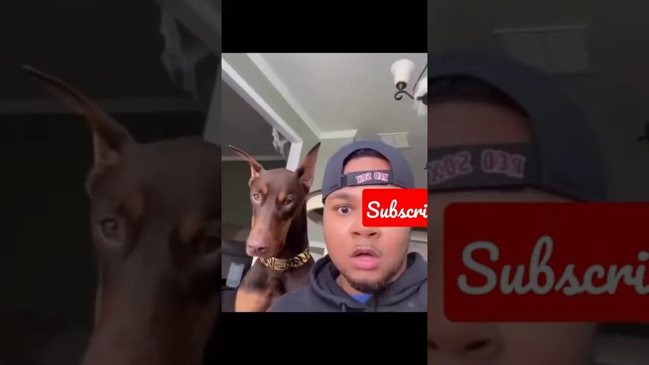 Tiktok- dogs trend (tiktokdogs) #tiktok #tiktokdogs #shorts