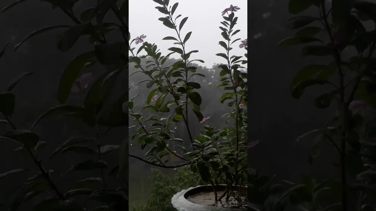 wow wonderful natural amazing nature rain #viralvideo #natural