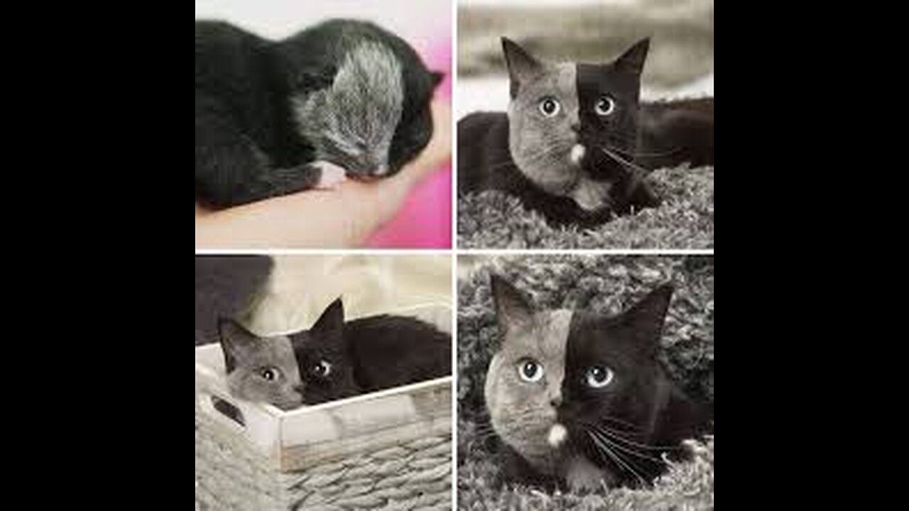 Funny animals videos cat funny videos compilation 2023
