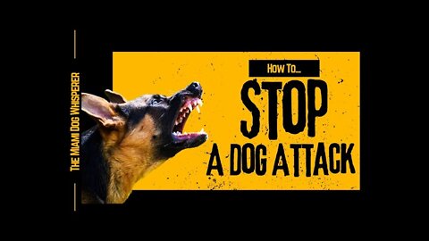 How to stop a dog attack! Do not miss it out