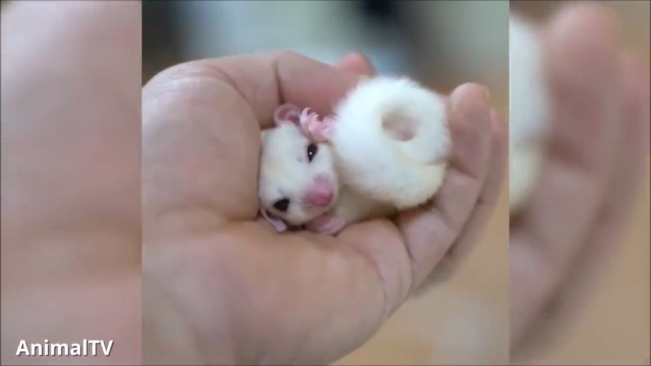 Suger gliders Flying - Funny & Cute Compilation