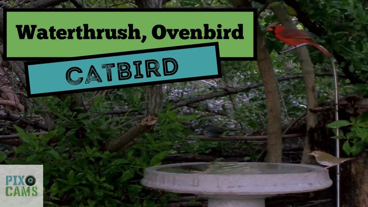 Waterthrush, Ovenbird, Catbird
