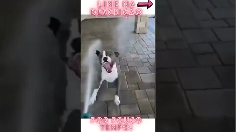 Samba dog kkkkk #shorts