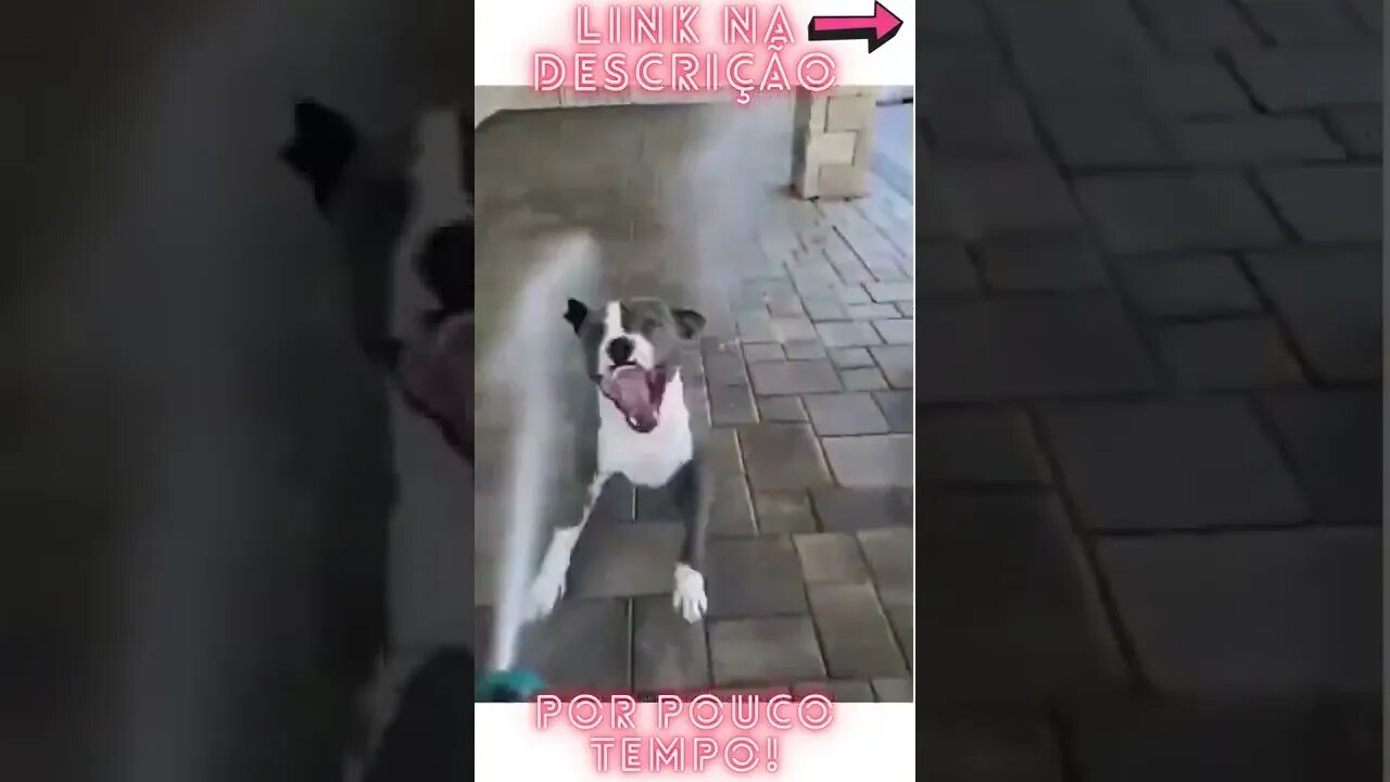 Samba dog kkkkk #shorts