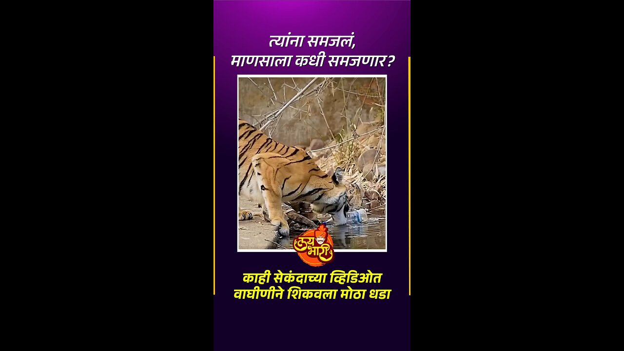 tigers drinking water in RIVER forest 🔥 ENTRY