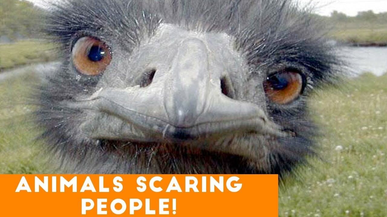 Funny Animals Scarring And Chasing People