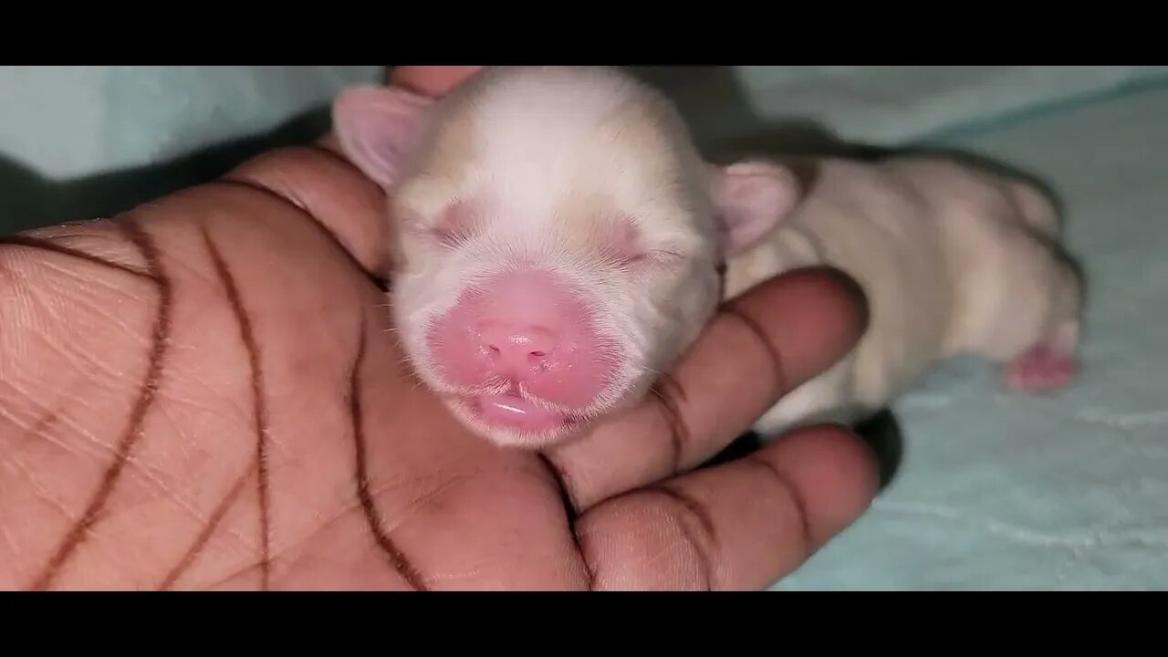 Jesse's S Litter Has Bern Named(3)