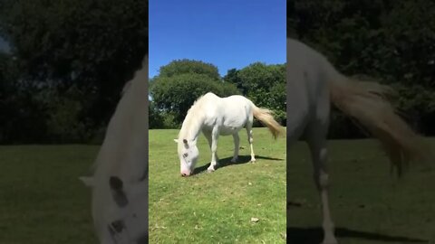 white horse #dartmoor #shorts #england