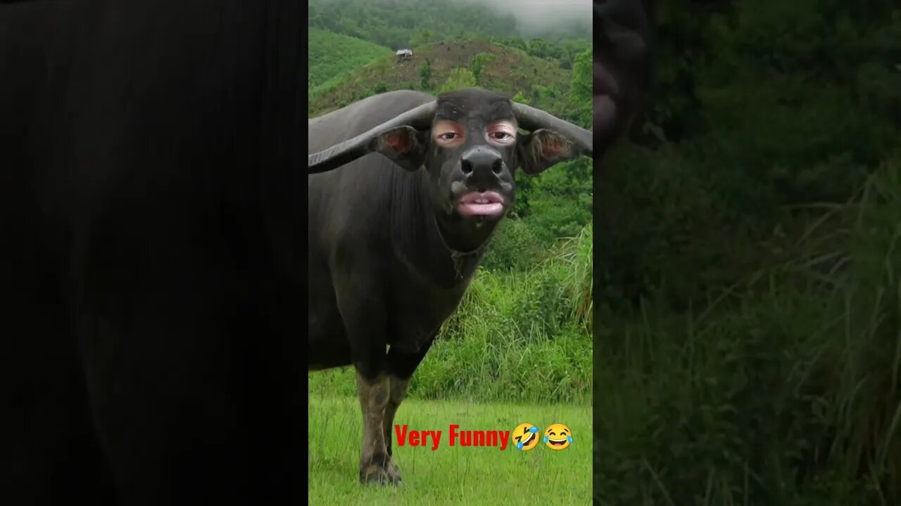 Very Funny #shorts #funny #funnyvideo