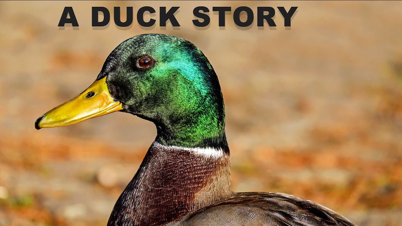 A Duck Story