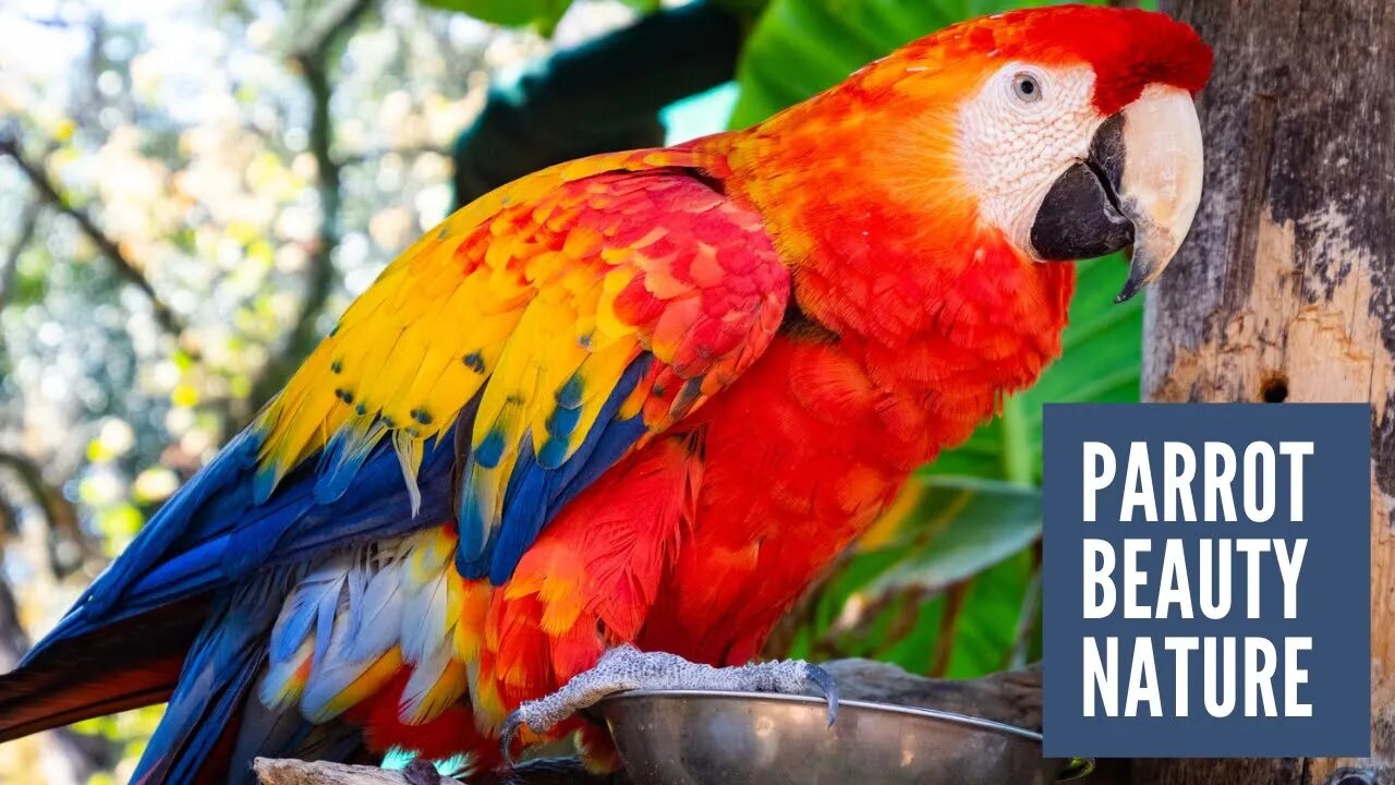 Parrot, Birds, Nature Music, Relaxing music #parrot