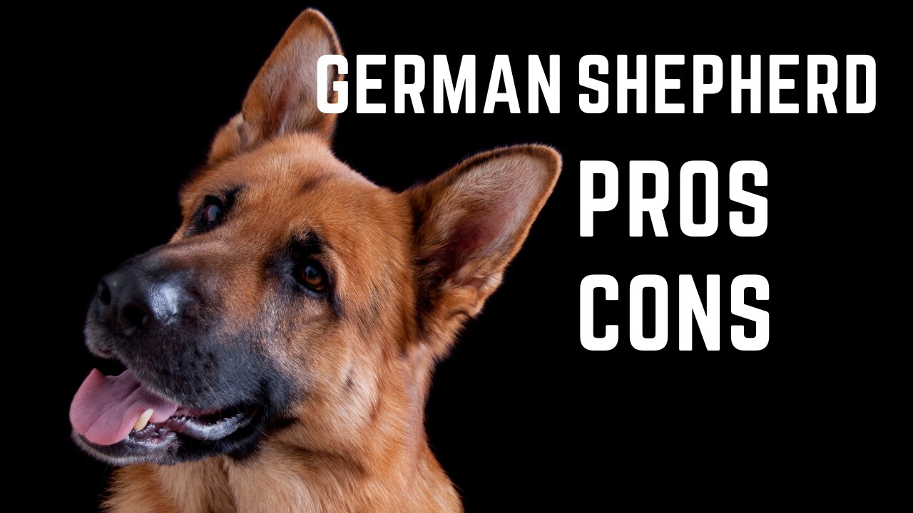 German Shepherd Pros and Cons, Is It the Right Choice?