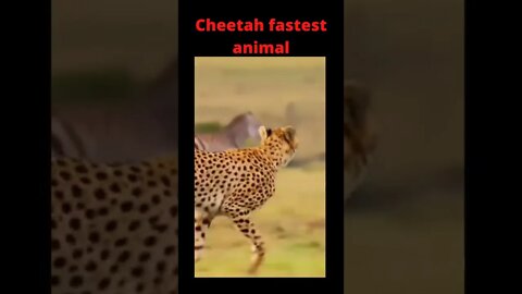 Cheetah in full motion