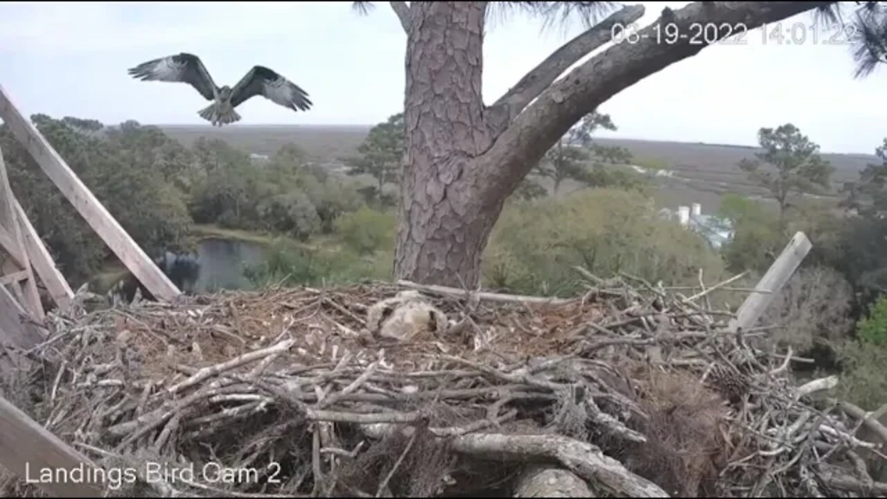 Osprey Flies Towards the Nest 🦉 3/19/22 14:01