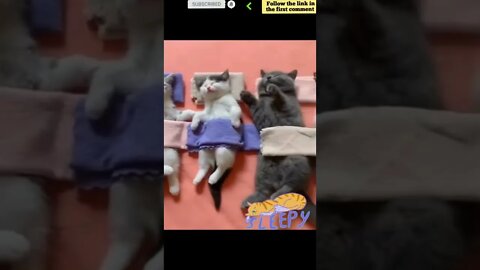 cute cat videos 😹 funny videos 😂 821 😻 #shorts #shortsfunny #cutecat #catvideos #catscare #cats