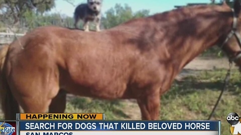 Search for dogs that kill horse