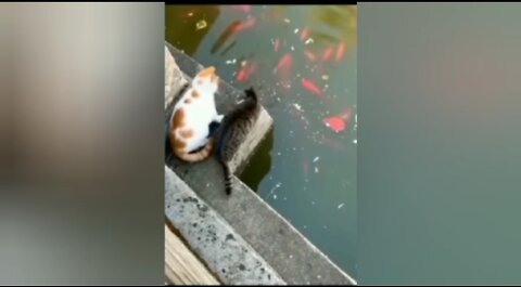 😂😂Two cats are catching fish but they fight for catching fish😂😂