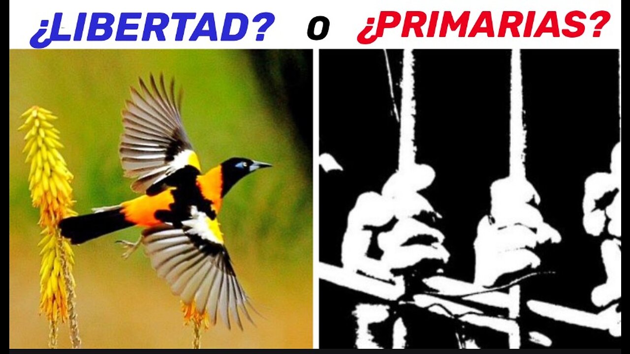 🇻🇪¿𝗟𝗜𝗕𝗘𝗥𝗧𝗔𝗗 𝗢 𝗣𝗥𝗜𝗠𝗔𝗥𝗜𝗔𝗦?🇻🇪 𝗖𝗛𝗔𝗥𝗟𝗔 𝗣𝗔𝗧𝗥𝗜𝗢𝗧𝗔 𝗖𝗢𝗡 LUIS VELÁSQUEZ (𝗠𝗖-𝟮𝟭𝗡)