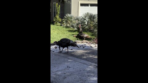 Front Yard Turkeys