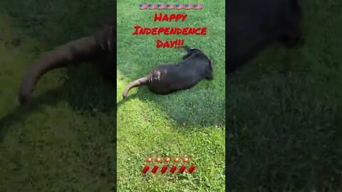 #Labrador loves #America! #Shorts #ShortsVideo