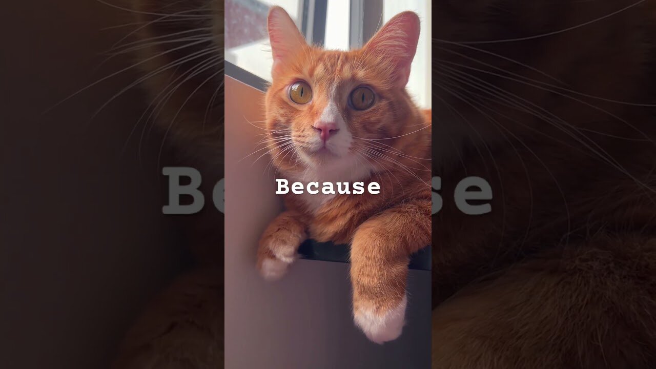 Daily cat thoughts.