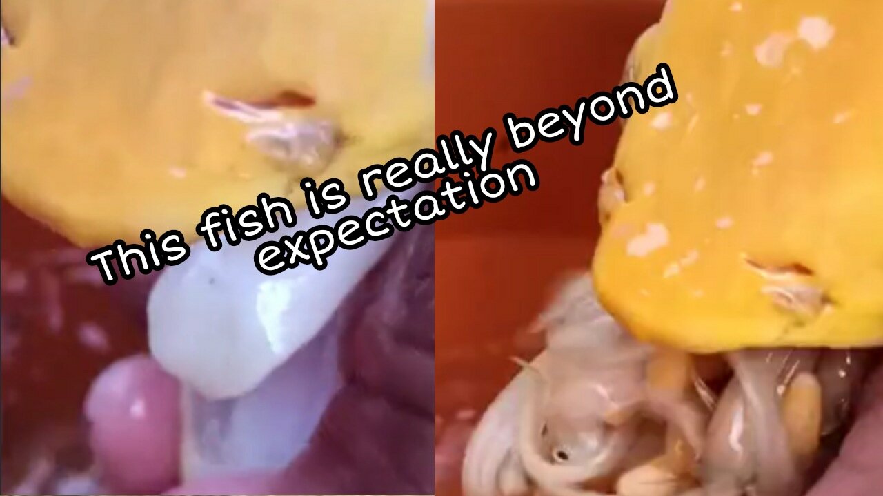 This fish is really beyond expectation