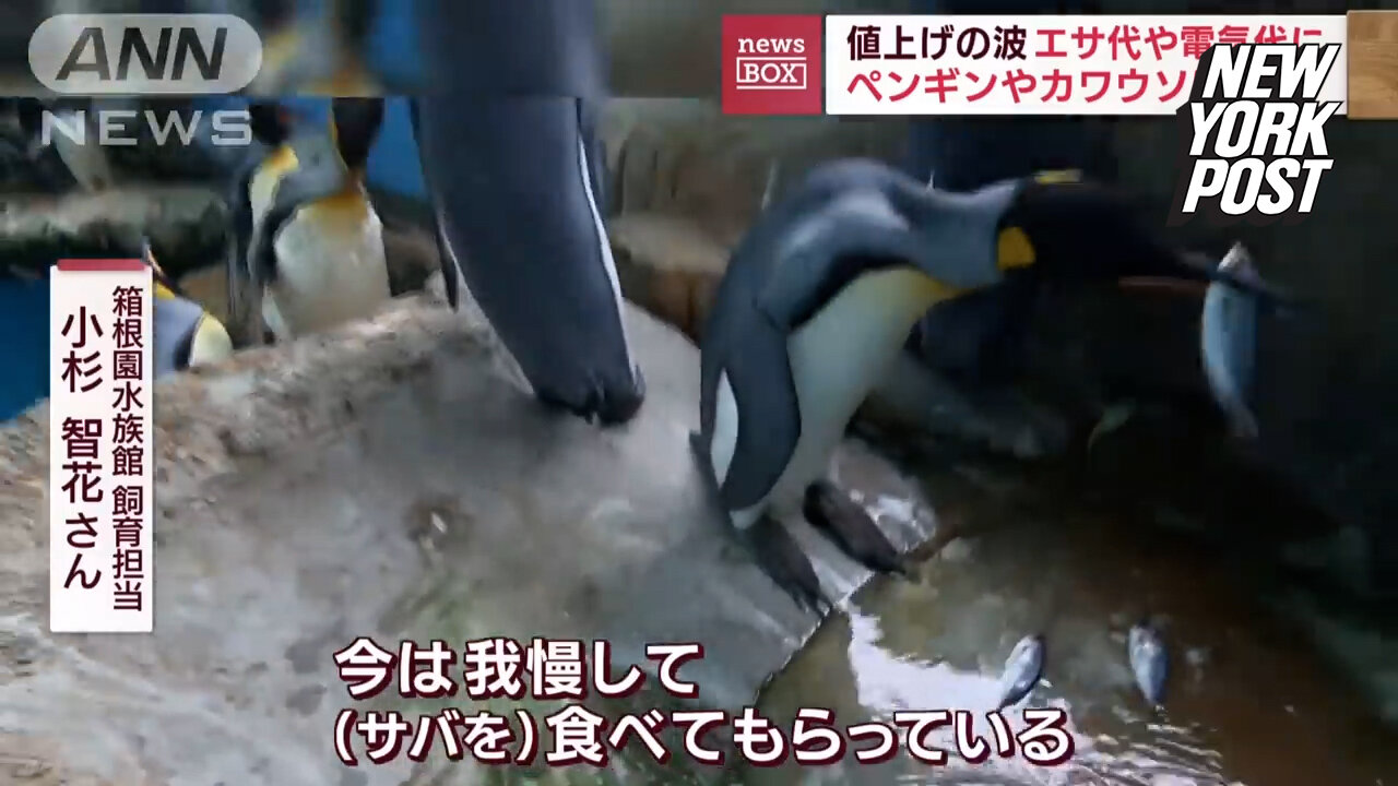 Viral news video in Japan shows penguins refusing to eat cheaper fish