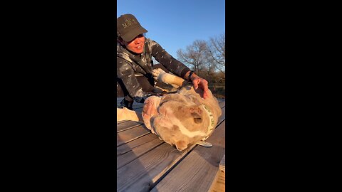 MEET THE WORLD FAMOUS XXL MERLE AMERICAN BULLY; SAVED FROM THE UK BAN & SHIPPED TO THE UNITED STATES