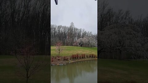 Brookside Gardens Cherry Blossom Raining Sounds Lake #Shorts