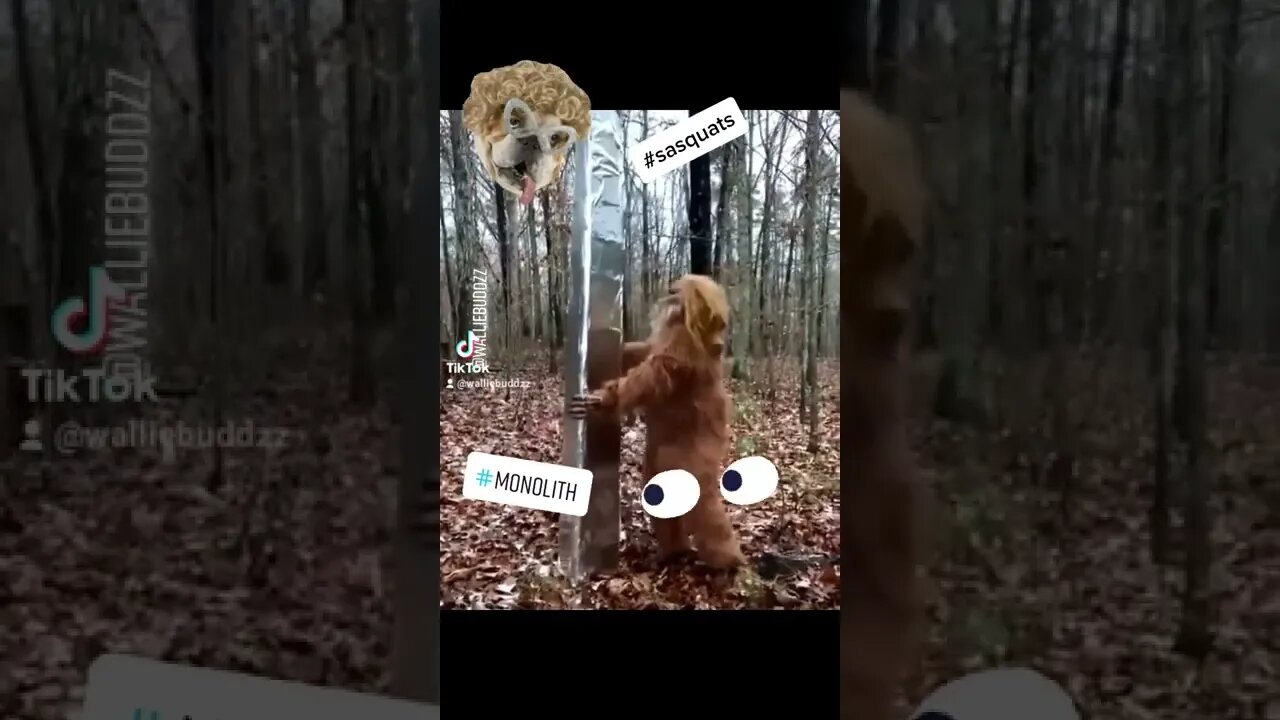 Sasquatch??