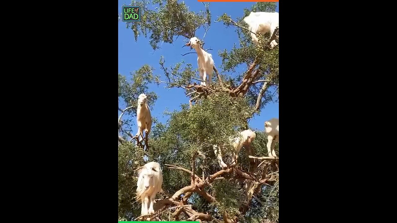 Goofy Goat's Gone Graceless 😂😅