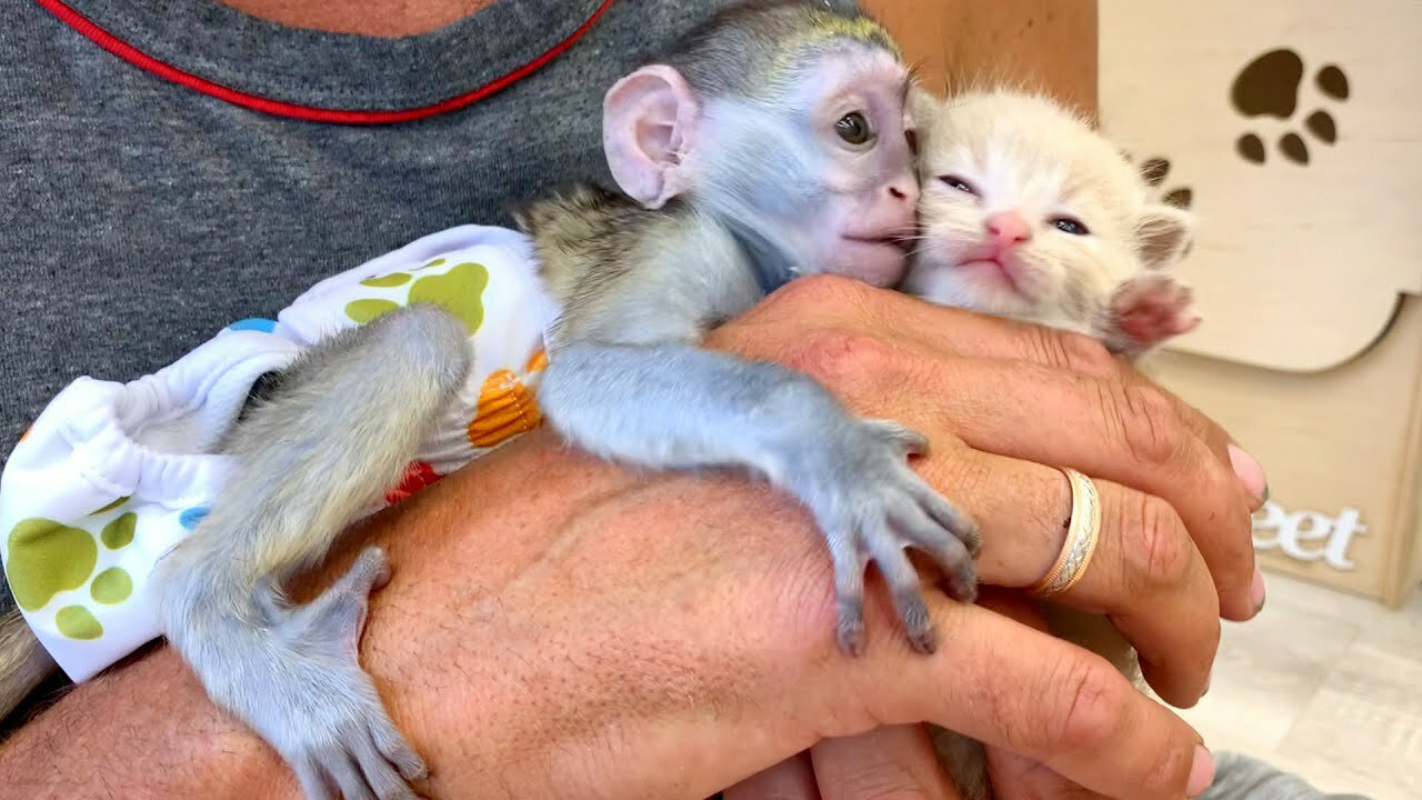 Monkey Susie loves the kitten more than mom cat