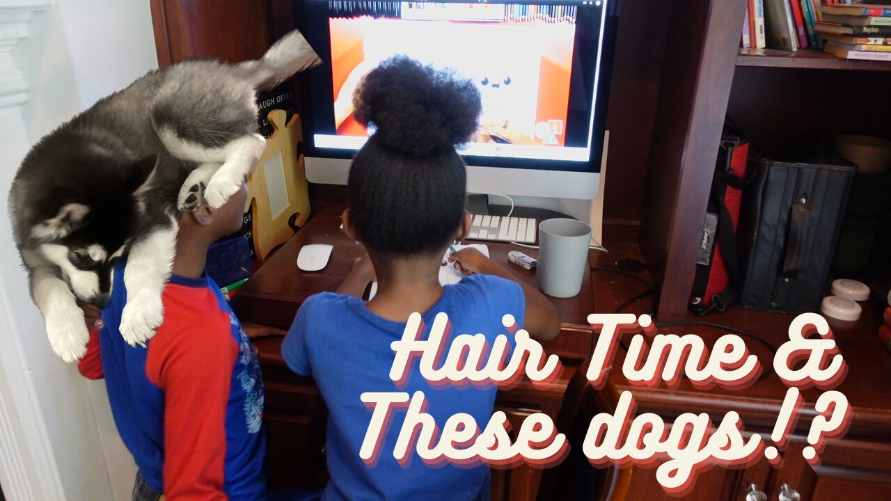 Hair Time | These dogs!?