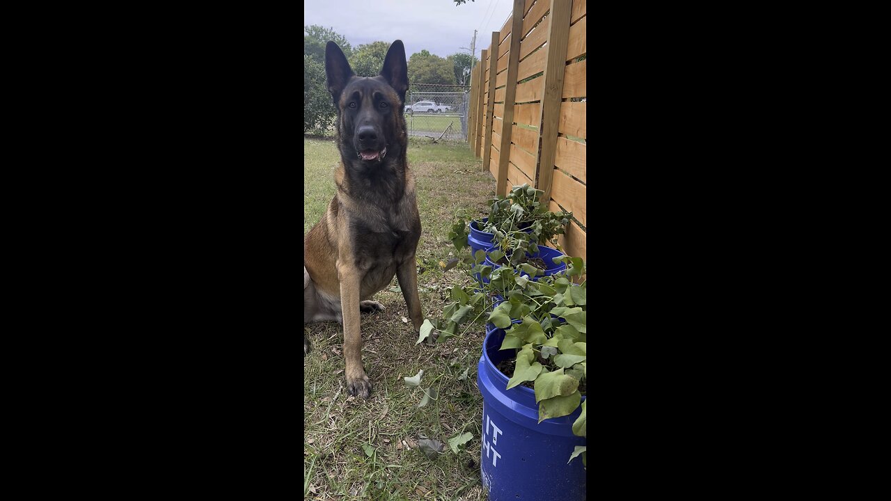 Dog Helps Harvest Sweet Potatoes