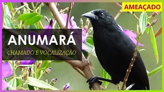 ANUMARÁ Cantando - Anumará Chamando e Cantando [Anumara Forbesi] Parte 2