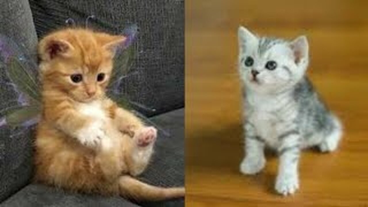 CUTEST CAT-funny and cute cat vidios compilation 2023