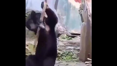 Kung Fu animal