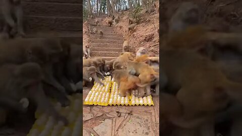 Can you spot the greedy one