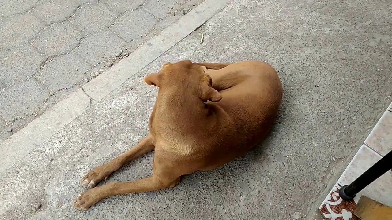 I Like Dogs, I Don't Like Owners of Dogs