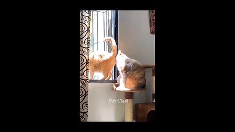 funny animal videos