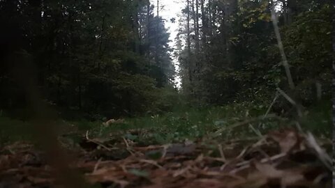 ✰✰✰✰✰ strange forest sound effect