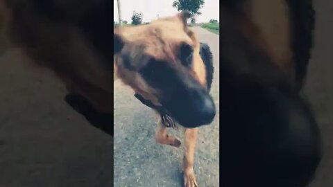 मैं कैसे बताऊं #ytshorts #rudrakrishna #dog #trending @rudrakhatanagurjjar