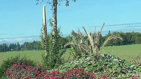 Big unprotected Oregon Phoenix palms!