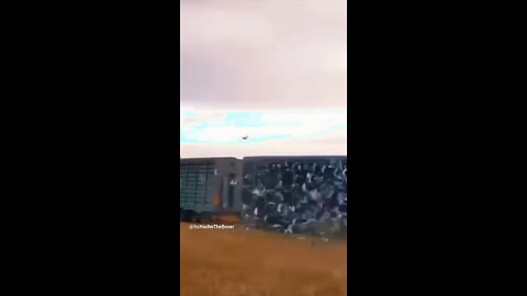 Birds finally get to fly free.