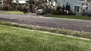 Strong winds blowing petals off the trees in Cornwall